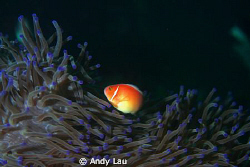 sunset underwater canon 350d with twin flash.
60mm lens by Andy Lau 